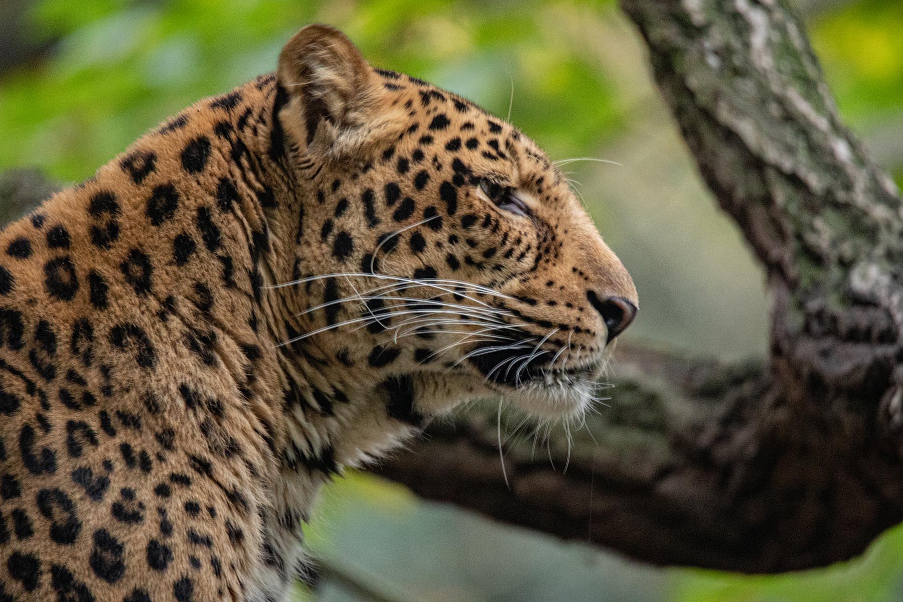 Tierpark Hagenbeck – Genetisch wertvolle Leoparden aus Südkorea