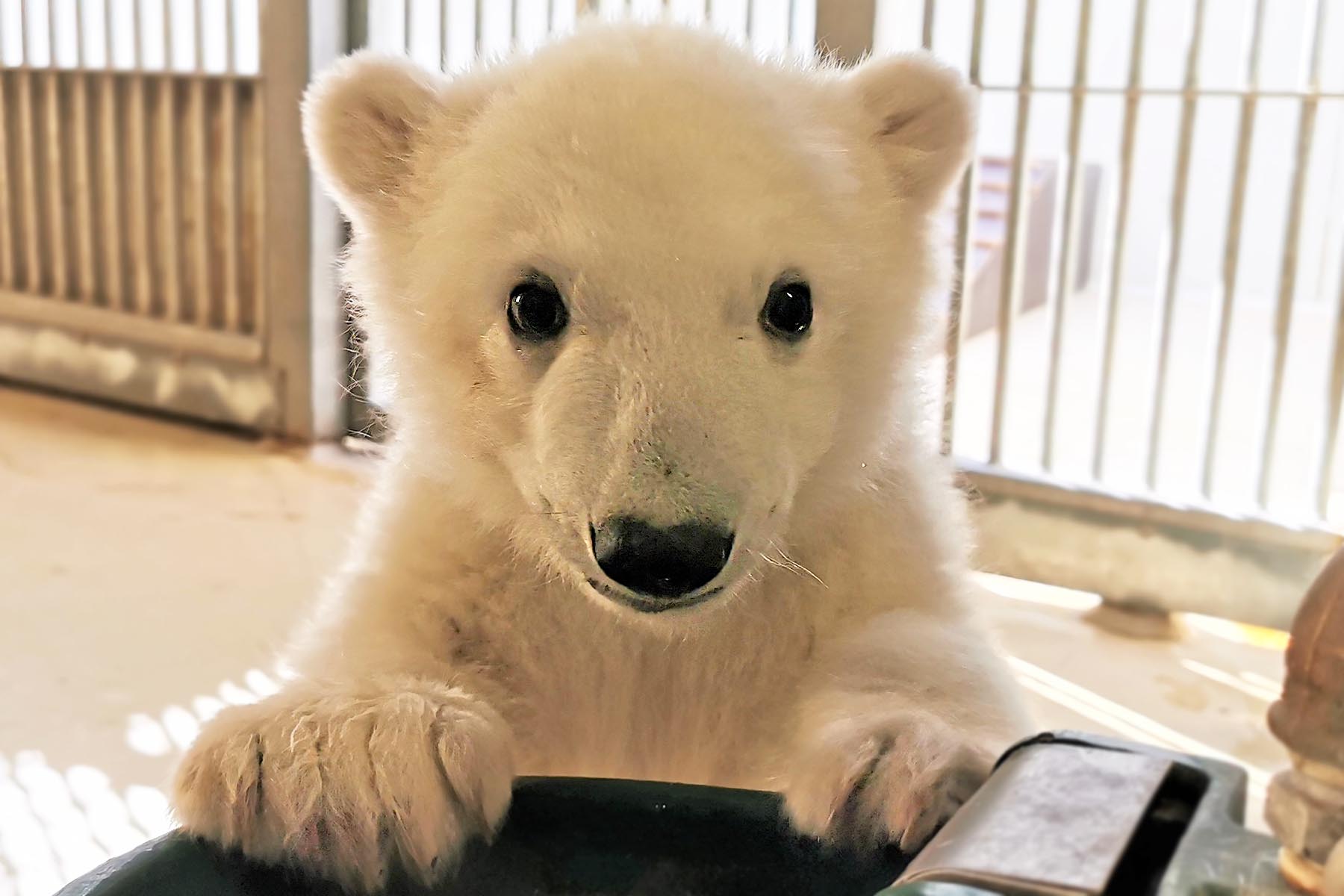Hagenbecks Eisbärenbaby ist ein Mädchen