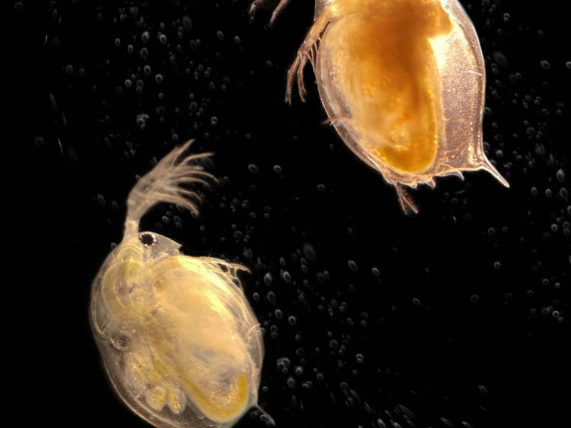 Forscher der Universität Tel Aviv behaupten: „Es ist wahrscheinlich, dass viele Arten nur dank der Anwesenheit von Parasiten überleben.“