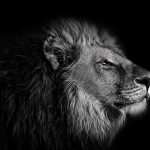 Wie der Löwe von Juda zu einem jüdischen Symbol wurde