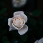 Eine weiße Rose vor dunklem Hintergrund
