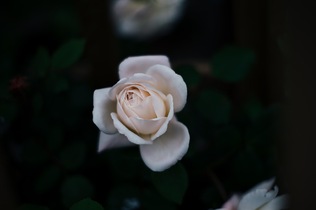 Eine weiße Rose vor dunklem Hintergrund